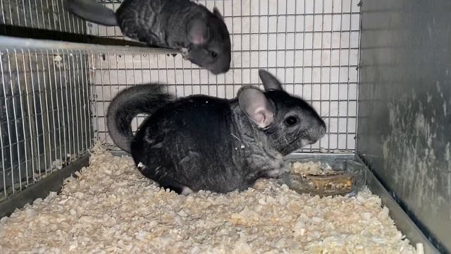 ГЛАВНЫЙ МИФ О ШИНШИЛЛАХ | ШИНШИЛЛОВАЯ ФЕРМА | ФЕРМА ШИНШИЛЛ смотреть онлайн