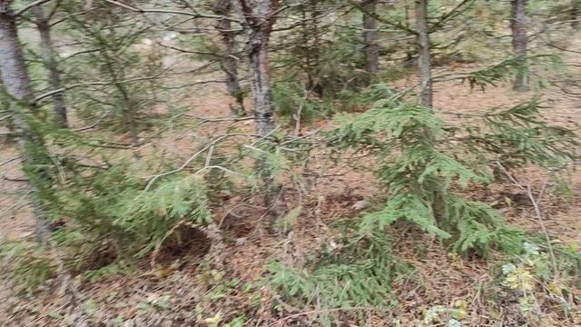 Не удивляйтесь я в лес // столько грибов 😄//29.10.24 // смотреть онлайн