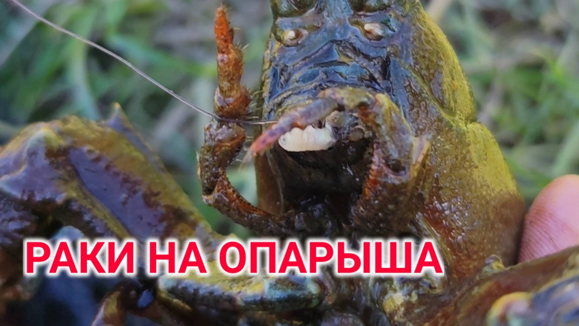 Ловля раков поздней осенью на поплавок! Огромные красные раки! смотреть онлайн