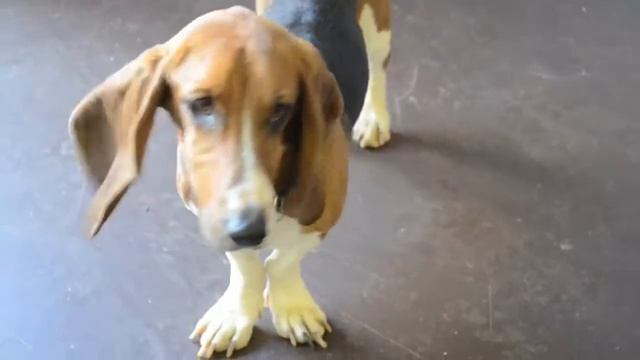 Urban Dog Retreat смотреть онлайн