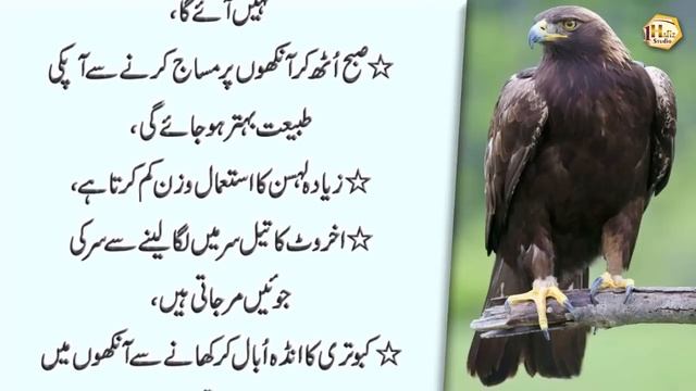 Motapa Apki Khubsurti Ka Dushman Hai (Obesity is the enemy of beauty) - Deep Urdu Quotes Collection смотреть онлайн