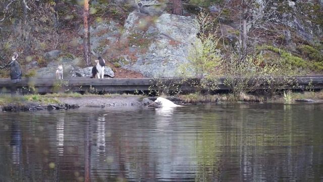 dog's swim смотреть онлайн