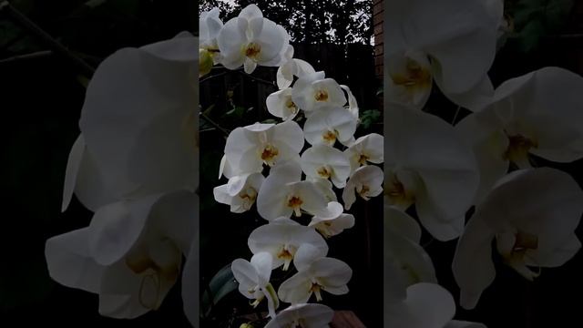 evening orchid смотреть онлайн