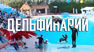 Дельфинарий | Экскурсии в Шарм Эль Шейхе