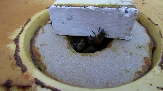 пчеловодство на ячейке 4,9 мм -часть 37, зимовка пчел в улье Кука с летком в потолке 20.11.2023 смотреть онлайн