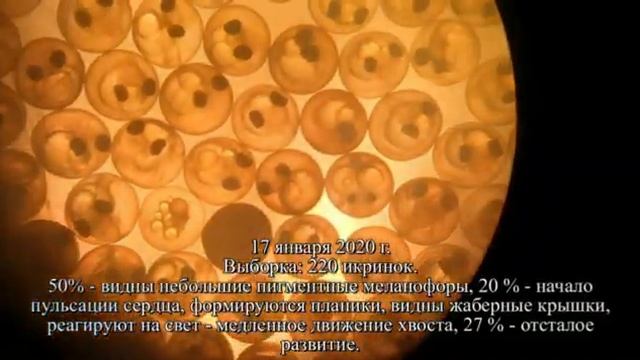 Эмбриогенез пеляди /embryogenesis Coregonus Peled