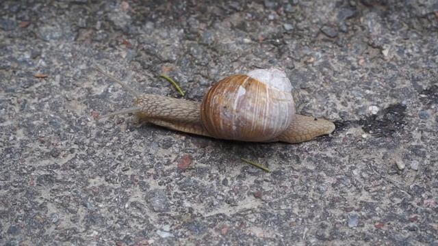 snail смотреть онлайн