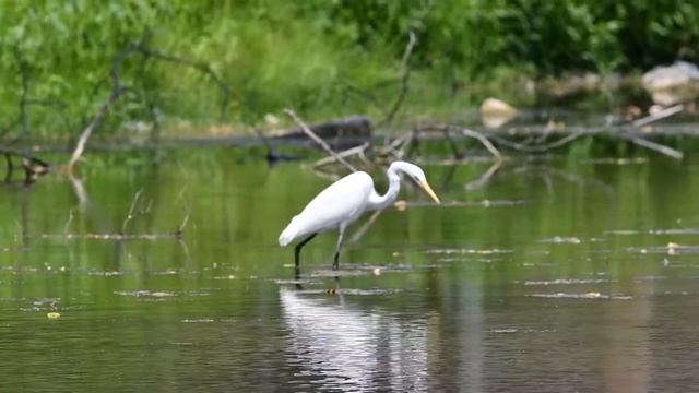 Great Egret stalking prey смотреть онлайн