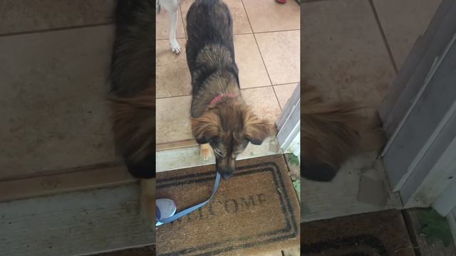 High prey dog learns to not attack cat (balanced training) смотреть онлайн
