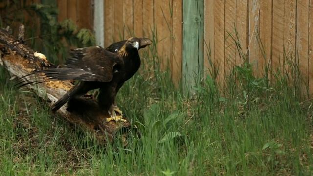 Birds of Prey Animal Story смотреть онлайн