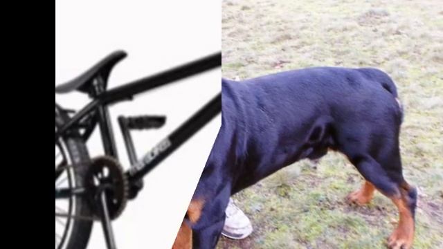 my mafia bike and one of the 2 dogs смотреть онлайн