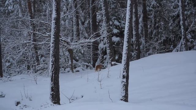 "lynx" on hunting смотреть онлайн