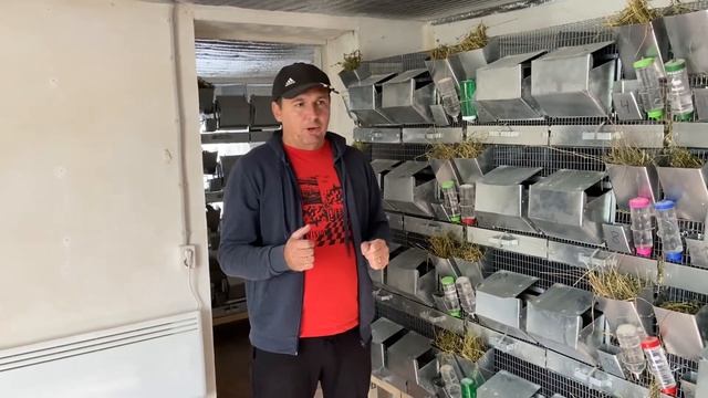 КУПИТЬ ПЛЕМЕННЫХ ШИНШИЛЛ | ШИНШИЛЛОВАЯ ФЕРМА | РАЗВЕДЕНИЕ ШИНШИЛЛ КАК БИЗНЕС смотреть онлайн