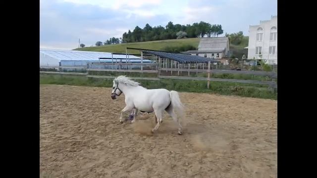 ПОНИКЛУБ ПРОДАКШН ПРЕДСТАВЛЯЕТ Влад и Кеша родео "Как жили мы борясь" смотреть онлайн