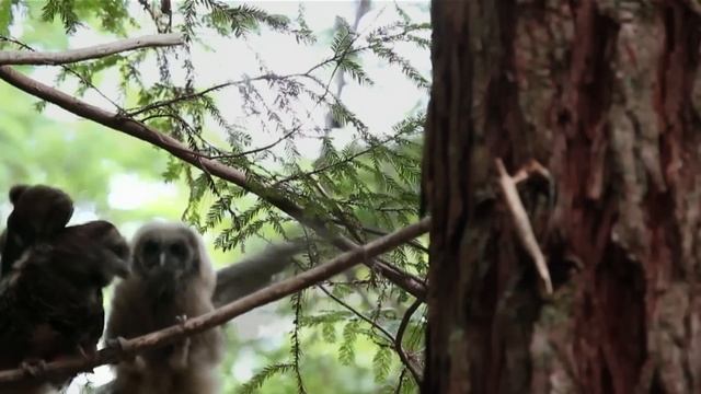 Spotted Owl | Amazing Animals смотреть онлайн