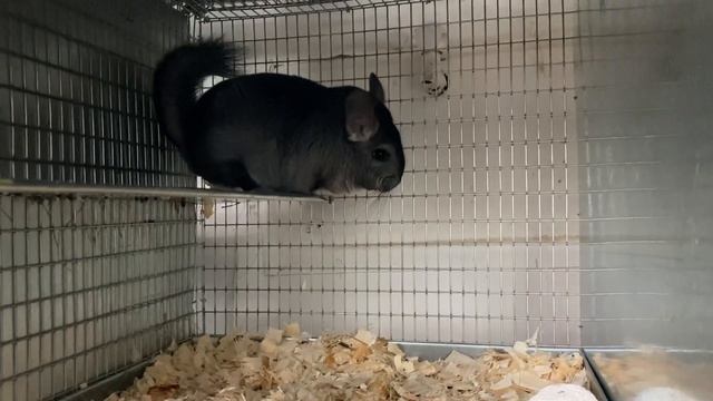 ШИНШИЛЛОВАЯ ФЕРМА | ПРАВИЛЬНОЕ СОДЕРЖАНИЕ ШИНШИЛЛ НА ФЕРМАХ | ФЕРМА ШИНШИЛЛ смотреть онлайн