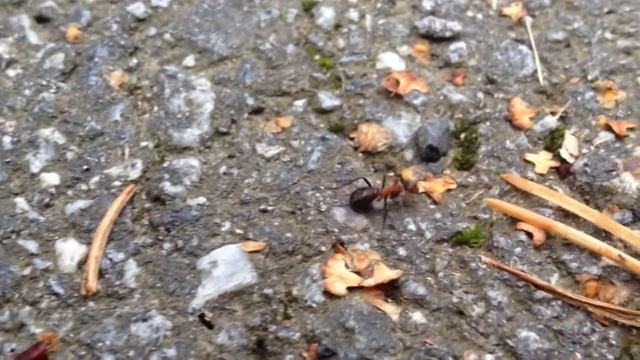 ant смотреть онлайн