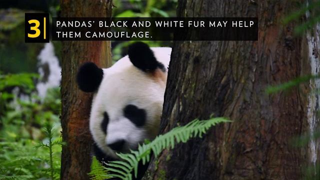 Unit 3 Protecting Pandas смотреть онлайн