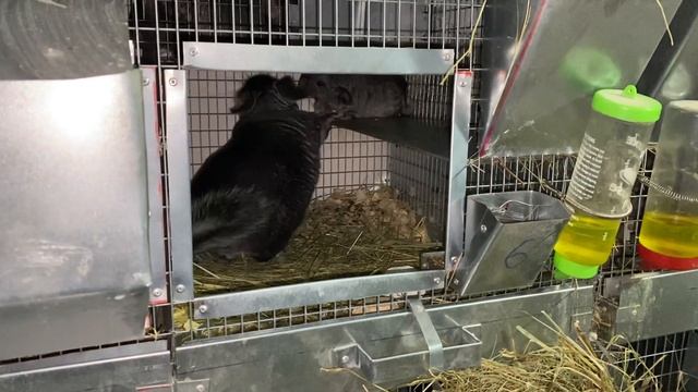 ЦИКЛИЧНОСТЬ РОЖДАЕМОСТИ У ШИНШИЛЛ | ШИНШИЛЛОВАЯ ФЕРМА смотреть онлайн