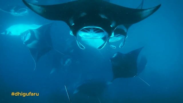 Dhigufaru Island Resort Maldives