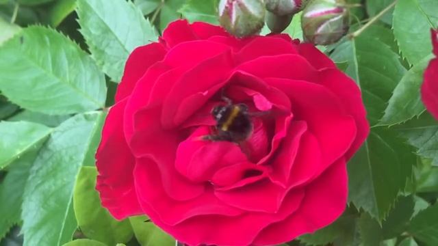 bumblebee and rose смотреть онлайн