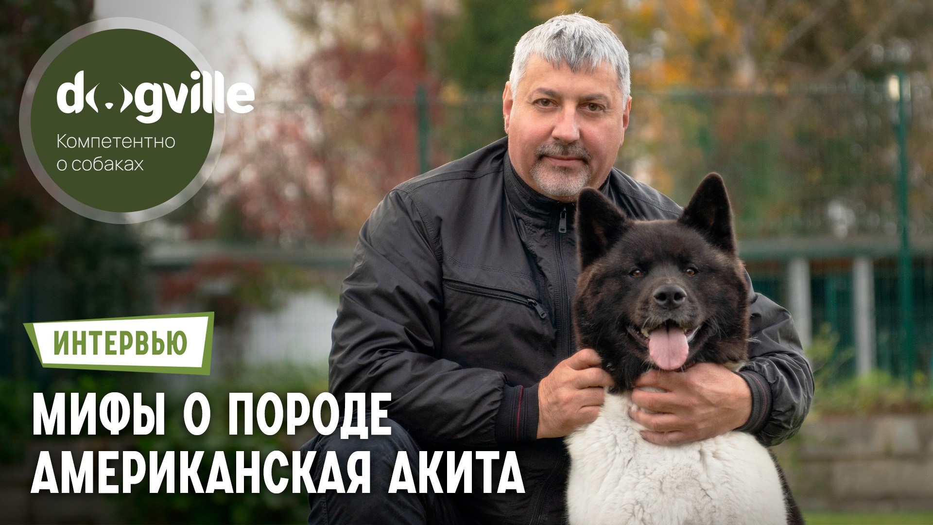 Мифы о породе Американская акита – ответы заводчика смотреть онлайн