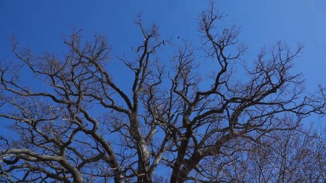 Tyreso slott in sunny day. early spring смотреть онлайн