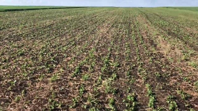 Озимий ячмінь та соя смотреть онлайн