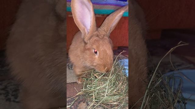 Кролик кошке не товарищ