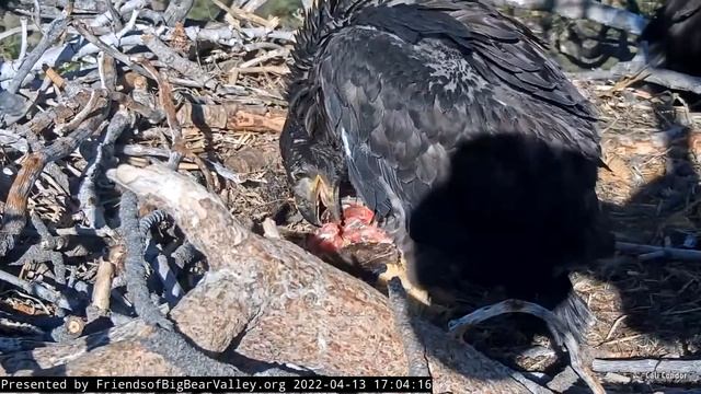Big Bear🦅Baby Steps!👣Spirit Learns To Hold Prey With Talons🐥2022-04-13 смотреть онлайн