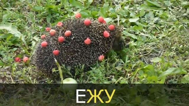 Логопедические песни распевки - Еж (ЖА, ЖУ, ЖЕ, ЖИ) смотреть онлайн