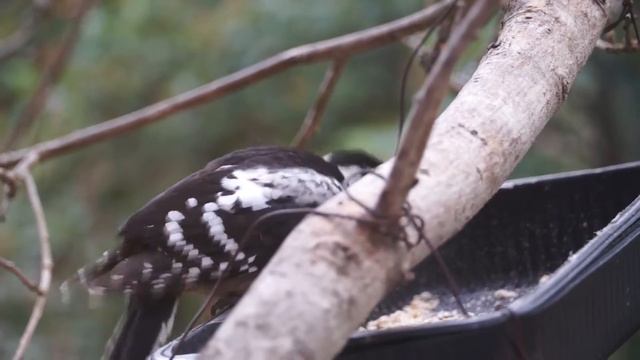 nestling of Spotted Woodpecker 3 смотреть онлайн