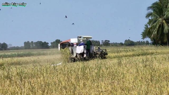 Máy Cắt DC70 Binh Hộp Số Yanmar Hàm Cắt DC95 Thu Hoạch Lúa Miệt Thứ An Biên Combine harvester смотреть онлайн