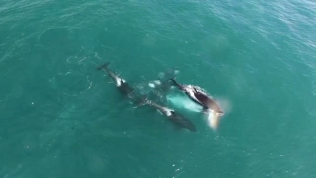 The Orca: Ruler Of The Ocean смотреть онлайн