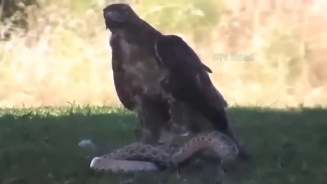 Strange Moments! Angry Birds Swallows Their Prey So Fast - Wild Animals смотреть онлайн