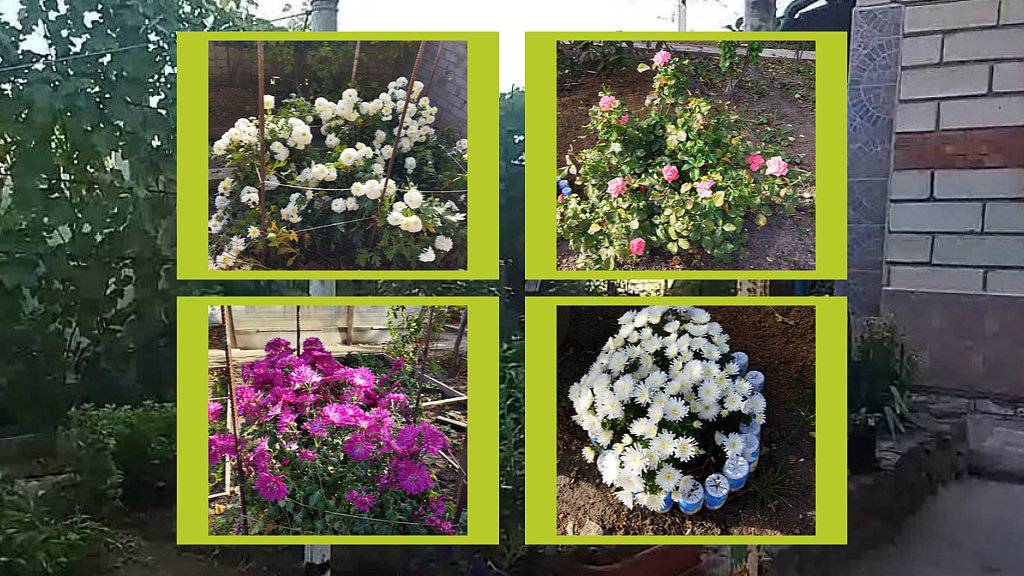 ОСЕННИЙ САД, ОСЕННИЕ ЦВЕТЫ 2024