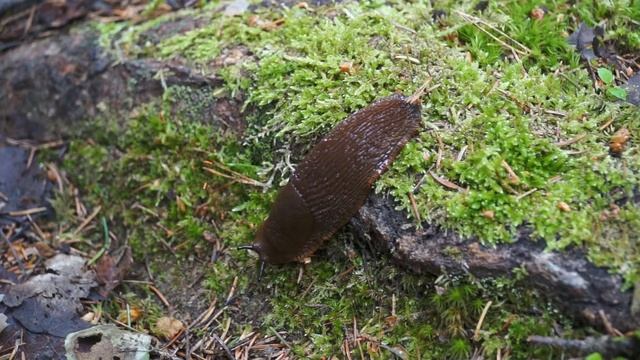 slug смотреть онлайн