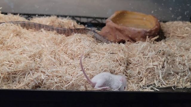 Cobra Aggressively Hunt Prey! Live Feeding Documentary смотреть онлайн