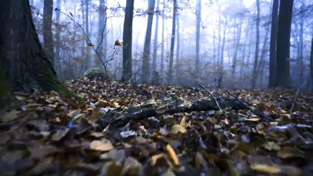 Рассказ Алёны Бердниковой 