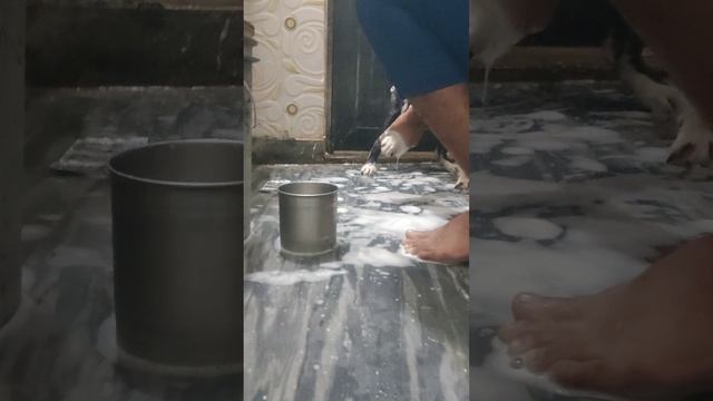 pitbull ko nihlana pada bhari ! Mafia смотреть онлайн