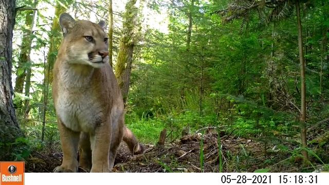Cougar смотреть онлайн