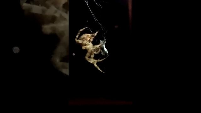 Orb Weaver spider agressivley taking his prey смотреть онлайн