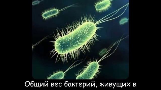 Интересные факты [ Часть 7 ] смотреть онлайн