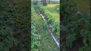 Картошка на картонке