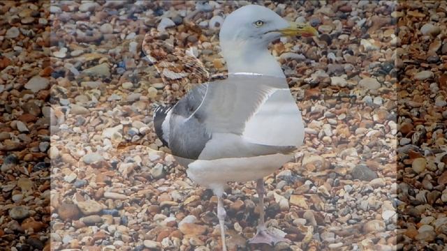Birds V смотреть онлайн