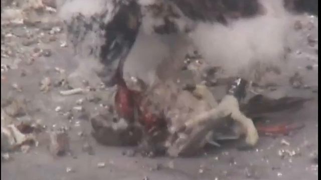 may 5 2017 Fernando brings prey and feeds 60/P смотреть онлайн