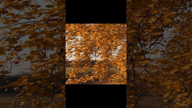 Золотая осень на Куликовом поле смотреть онлайн