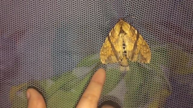 A STRANGE VISITOR PASS ON MY WINDOW LAST NIGHT || STRANGE VISITOR CAME TO MY ROOM LAST NIGHT смотреть онлайн