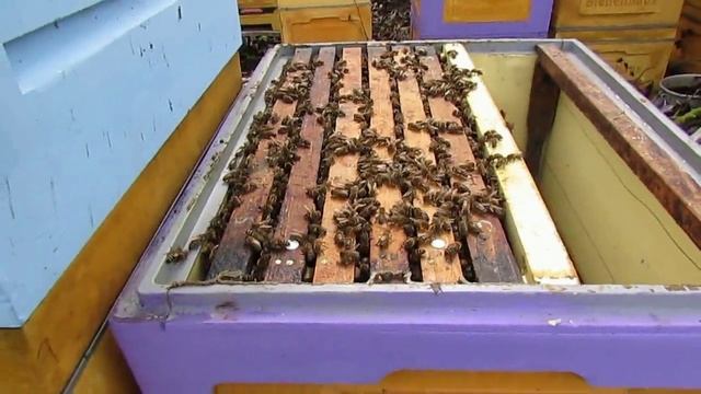 пчеловодство на ячейке 4,9 мм -часть 33, семья пчел к зимовке готова 9.11.2023 смотреть онлайн