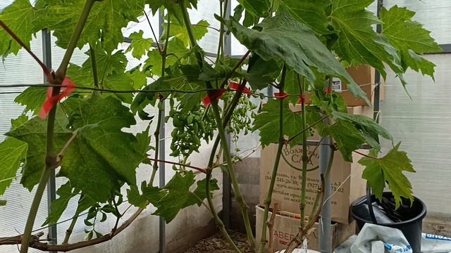 Дубовский розовый